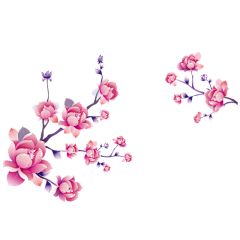 凌妮采集到花类