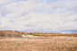 autumn-plain-landscape-fall-low-sky-with-clouds-trees-with-yellow-falling-leaves-pond-field-with-withered-grass