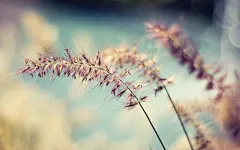 漂亮的狗尾巴草壁纸_素材下载_PS联盟