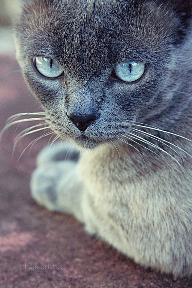 Gray kitty
酷