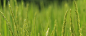 育苗种植模板