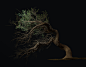 Foliage Tree Creation in Maya and Zbrush Tutorial: Renders!