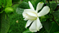 栀子花4