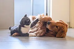 点击来源直接获取大图文件 |British shorthair and golden retriever playing