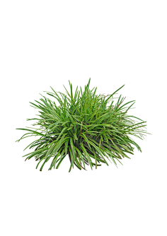 12la植物单体ps素材