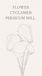 仙客来（Cyclamen persicum Mill.），别名萝卜海棠、兔耳花、兔子花、一品冠、篝火花、翻瓣莲，是报春花科。花语：内向、天真无邪、喜迎贵客、好客迎宾。@curry100