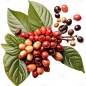 咖啡豆原料植物免抠png元素素材