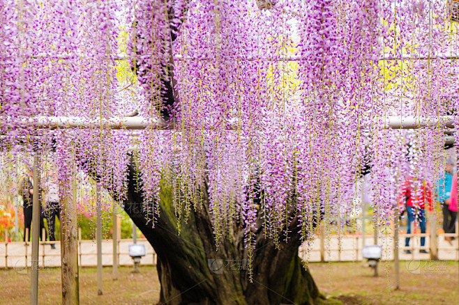 美丽的紫粉色紫藤花树，足利，日本枥木县。
