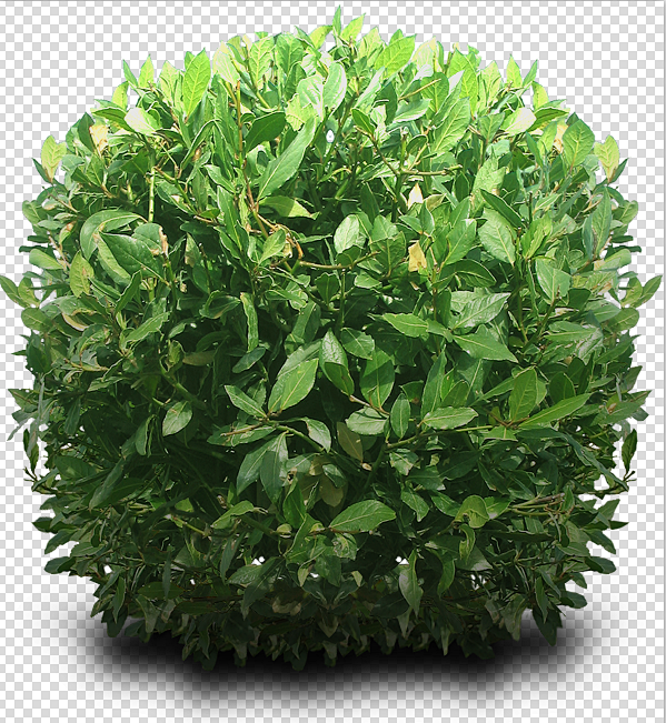 绿色植物绿化png