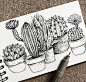 一组针管笔黑白线条植物手绘作品，练习起来
by: alicelovesdrawing ​ ​​​​