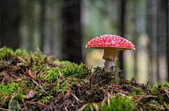 地球上美丽的自然风景蘑菇壁纸图片