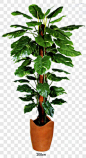 花草树木效果元素PNG图片 来自PNG搜索网 pngss.com 免费免扣png素材下载！