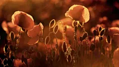 唯美自然鲜花合集电脑屏幕桌面壁纸4