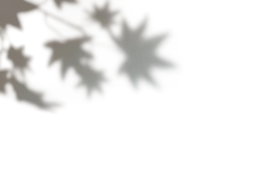 树叶投影