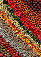 a rainbow of seeds by horticultural art: 