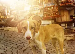 好奇的小狗在夕阳前看
