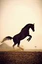 Horse, hest, animal, beauty, beautiful, silhouette, gorgeous, dusty, wild, dust, photo: