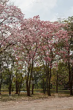 Pink Tecoma