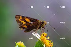 昆虫 花壁纸 小镖 花 船长蝴蝶 美丽的花朵 蝴蝶 动物 花蜜