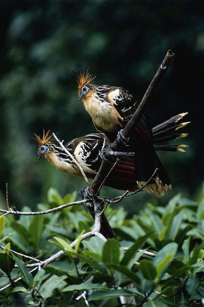 麝雉目麝雉科麝雉属麝雉