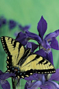 Swallowtail on iris by © Gay Bumgarner Images
