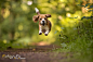 Flying Beagle