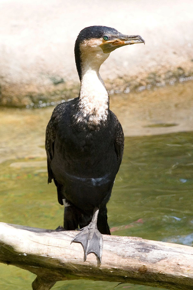鲣鸟目鸬鹚科鸬鹚属白胸鸬鹚