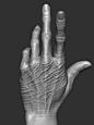 Hand Study : Sculpt