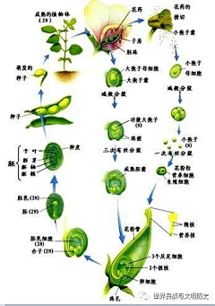 草莓西瓜汁采集到科学