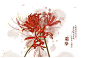 在24节气花卉插画中感受花之馨香 诗之清韵