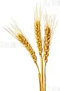 Wheat ears