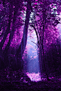  紫色花树