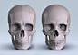 Planes of the Skull, Gusztav Velicsek : The planes of the skull are the simplified cranial and facial bones organised into basic information & a system of proportions. The major shapes are converted into basic planes for easier understanding.