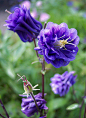 植物花卉 摄影 微距 Aquilegia 