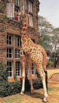 长颈鹿在南非的酒店！