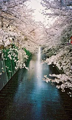 日本「目黒川」的樱花