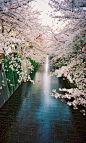 日本「目黒川」的樱花