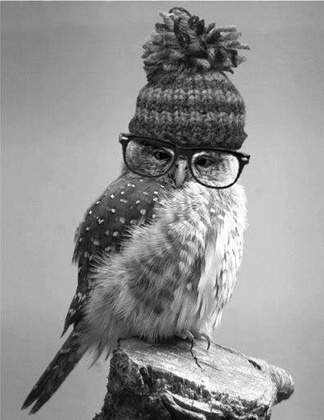 hipster owl