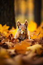 AI数字艺术秋景中的动物摄影图片-众图网