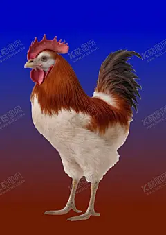公鸡 【酷图网】卡通鸡,公鸡,生肖鸡,鸡图案,农家鸡,土鸡,鸡,插画鸡,包装素材,卡通图,画画,大红公鸡,美丽公鸡,彩绘公鸡,AI,AI绘画