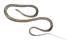 HTC_Heritage Library_SnakesElement 5