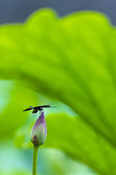 清翎er采集到花草/花器
