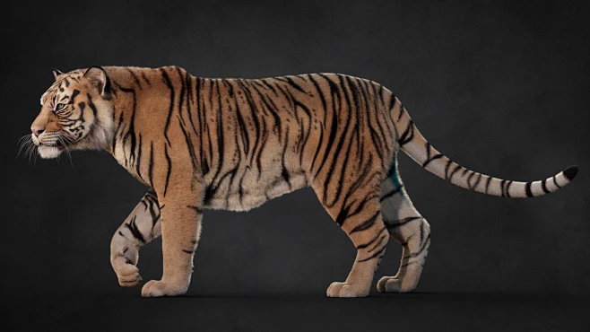 New Tiger asset-花瓣网