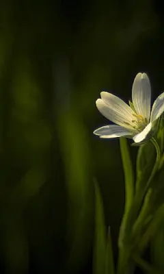 夏日唯美的小花高清手机壁纸