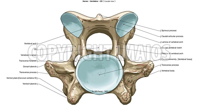 Horse-Anatomy atlas:...