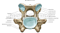 Horse-Anatomy atlas: Vertebra C6