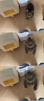 世风日下啊！现在的猫都这么目无法纪了么！ ​​​​