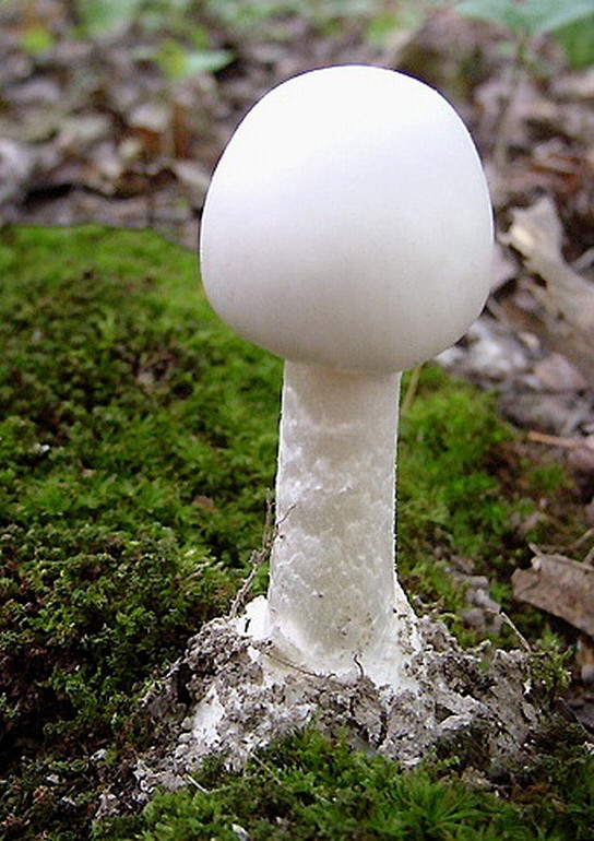 鳞柄白鹅膏Amanita virosa 鹅膏菌属。全體白色菌蓋中央淡黃 柄有鱗 毒性極強 對肝臟會造成永久性損壞 致死率極高。广泛分布北半球 ...