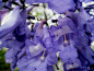 紫色花瓣, 软, 讲究, 压强, Jakaranda
