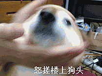 求搓狗头搓猫头的表情包！【gif吧】_百度贴吧